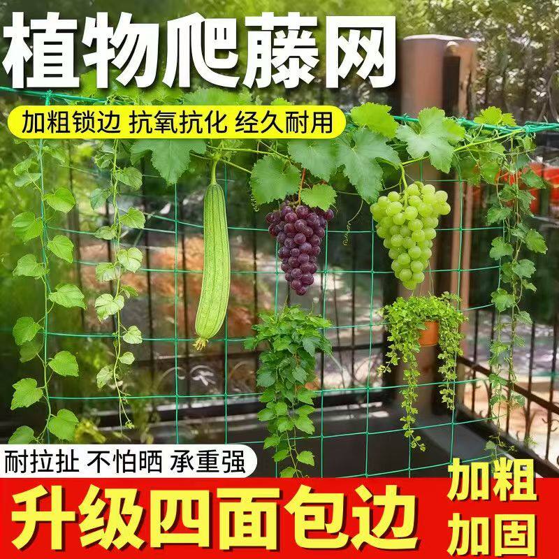 植物爬藤网百香果种植丝瓜月季吊瓜葡萄花卉苦瓜黄瓜菊花攀爬搭架