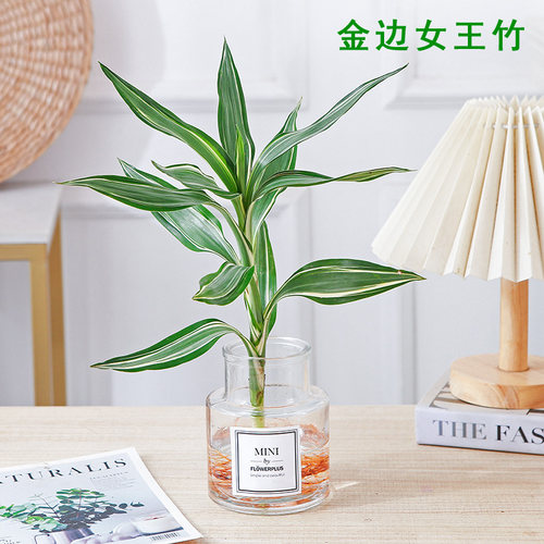 女王竹水培百合竹植物盆栽