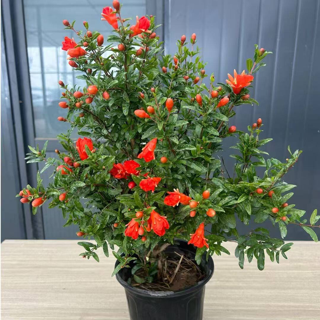 花石榴月季石榴花花盆栽矮霸型盆景室内阳台庭院绿植花卉观花观果
