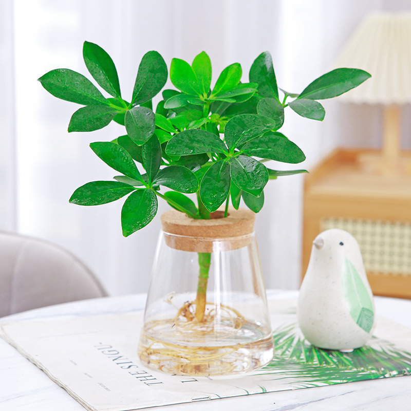 水培鸭脚木盆栽四季水培植物室内