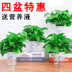 绿萝盆栽室内植物花卉绿植水培长藤垂吊大叶绿箩新房家用吸除甲醛