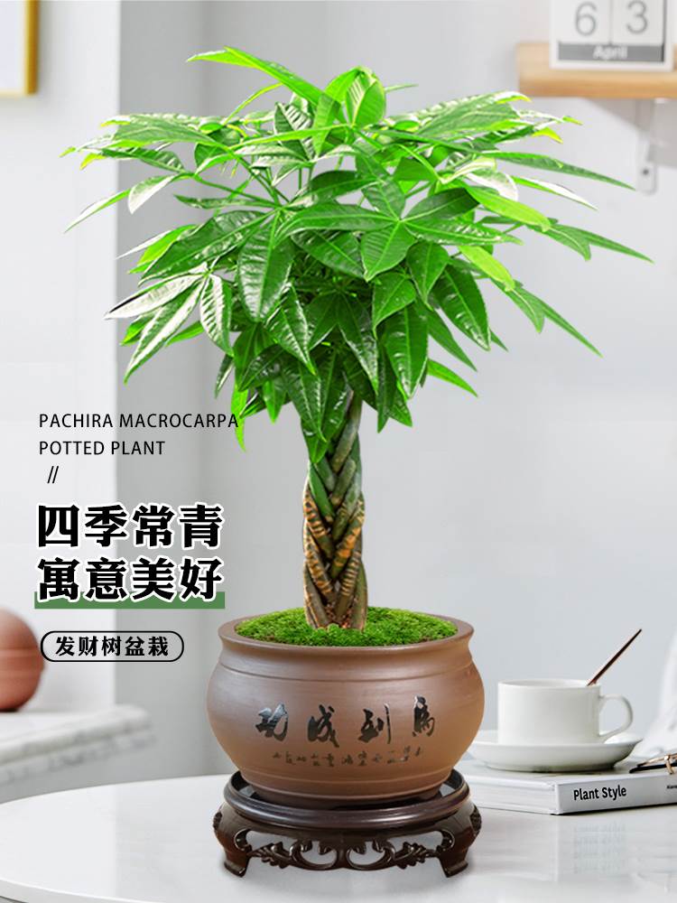 发财树盆栽植物室内花卉绿植办公好养客厅四季常青招财树辫子盆景