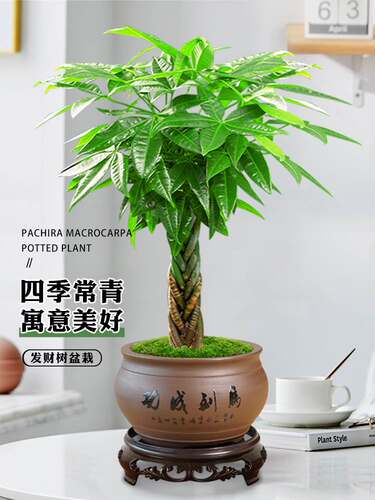 发财树辫子四季常青客厅