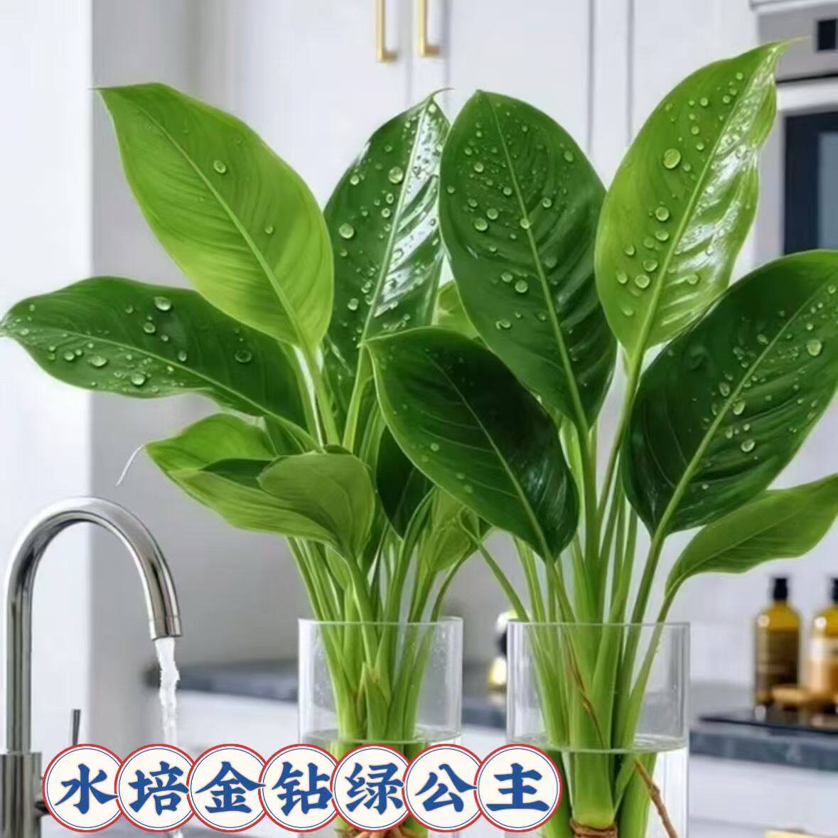 水培大叶金钻植物盆栽室内水养绿植绿植办公室客厅四季常青除甲醛