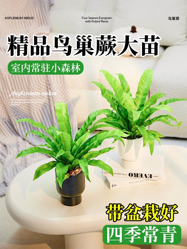 鸟巢蕨蕨类植物四季常青办公室