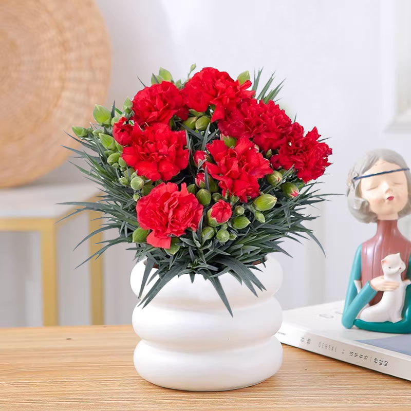 康乃馨盆栽花苗带花苞室内阳台庭院四季花卉绿植鲜花好养开花植物