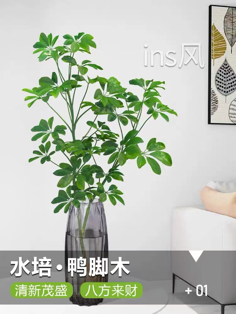 水培植物鸭脚木鸭掌木