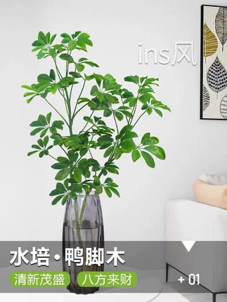 水培植物鸭脚木鸭掌木七叶莲盆栽绿植室内好养耐阴八方来财发财树