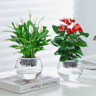 水培红掌盆栽白掌一帆风顺四季开花办公室内客厅绿植花卉桌面植物