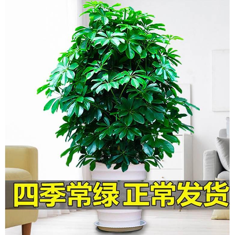 七叶莲水培盆栽招财树植物八方来财鸭脚木室内绿植花卉发财树水养