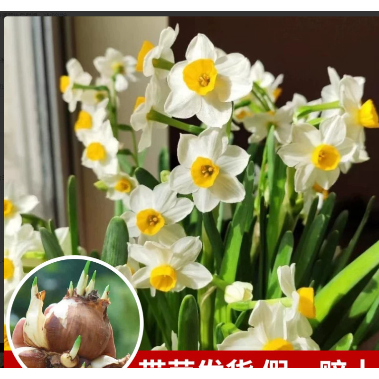水仙花盆栽水养带芽发货