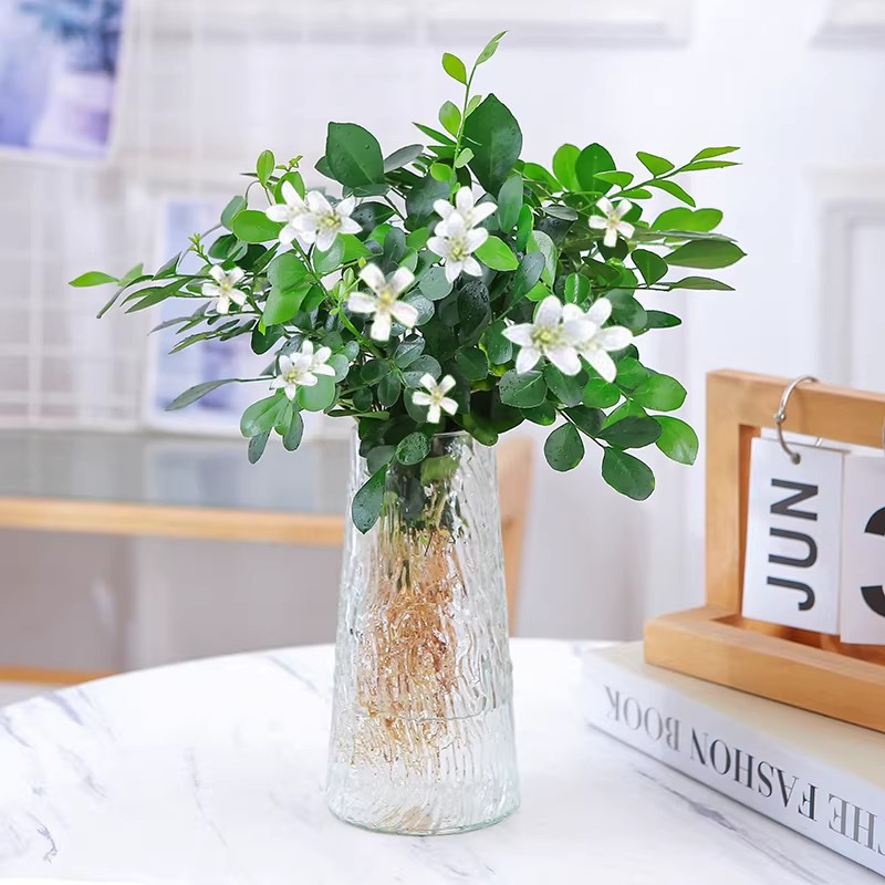 水培九里香花卉盆栽绿植
