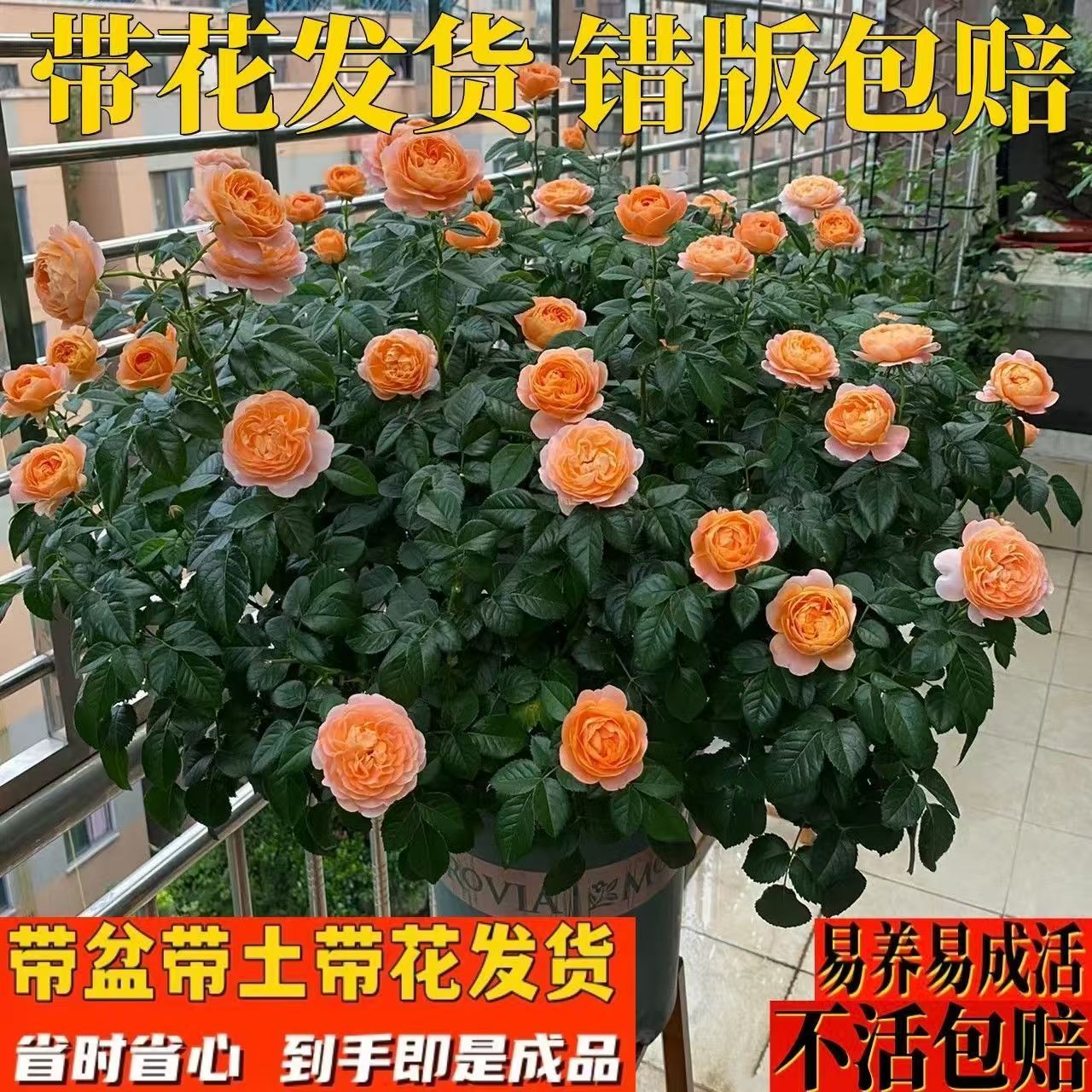 果汁阳台月季花苗带花苞玫瑰大花四季开花浓香型盆栽庭院易养花卉