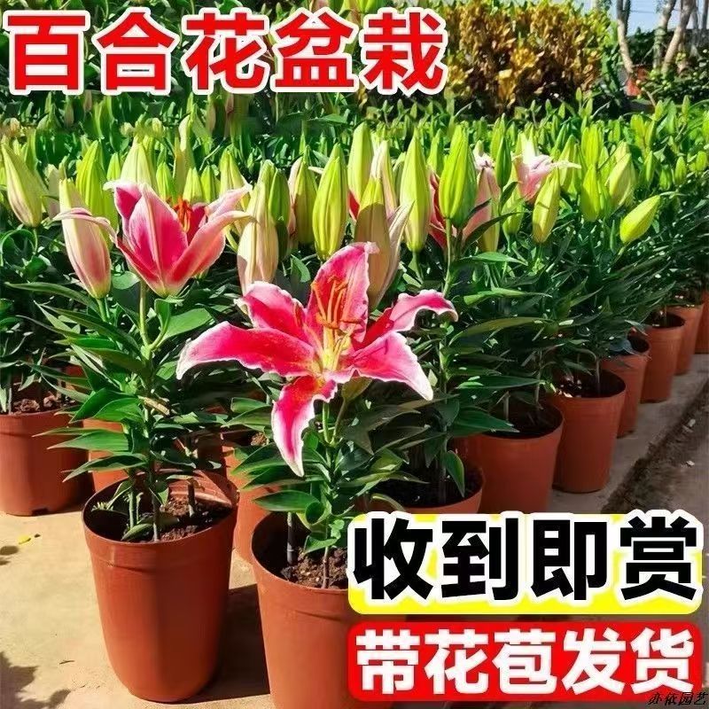 带花苞香水百合花苗盆栽浓香多季开花室内外观花植物桌面花卉绿植图片