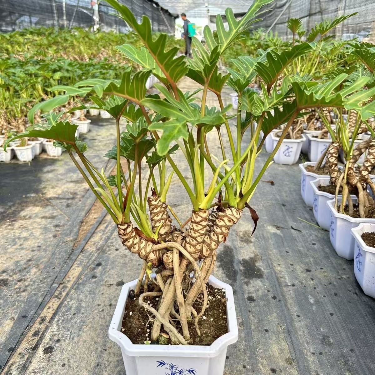 小天使龙鳞老桩观叶多头绿植盆栽室内客四季常青龙鳞小天使老桩