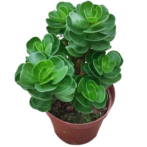 金钱木老桩多肉植物盆栽室内桌面净化空气好养阳台金钱树肉肉绿植