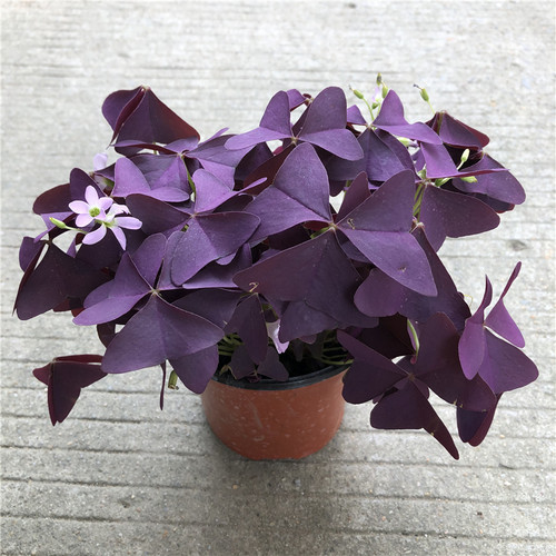 紫色幸运草盆栽紫蝴蝶素材模板 紫色幸运草盆栽紫蝴蝶图片下载 小麦优选