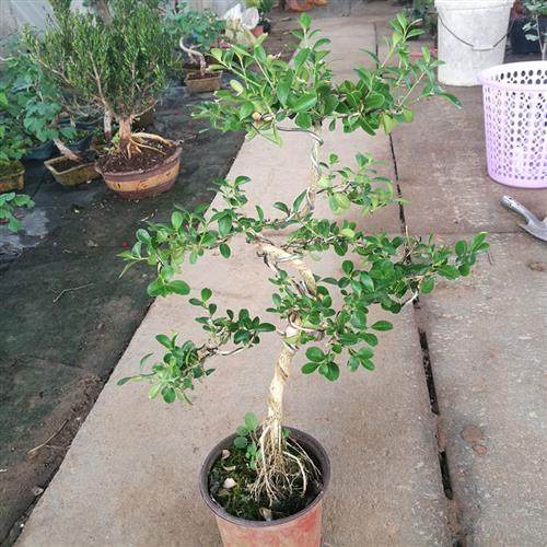 黄杨盆景树桩 小叶瓜子黄杨盆栽 悬崖造型小绿植瓜子黄杨实物拍