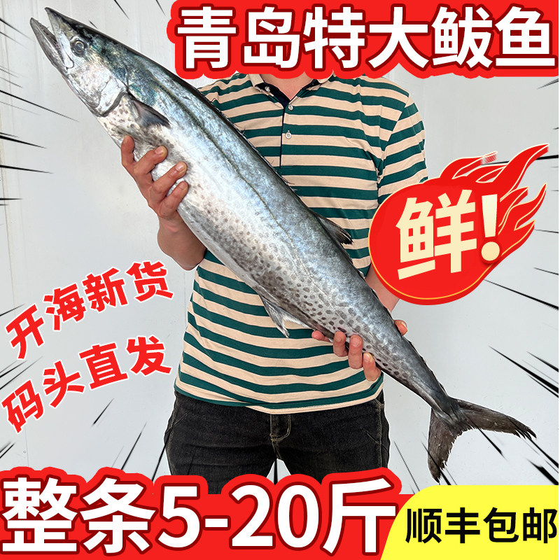 青岛鲅鱼整条10斤深海鲜活特大鲅鱼20斤新鲜冷冻马交鱼超大马鲛鱼