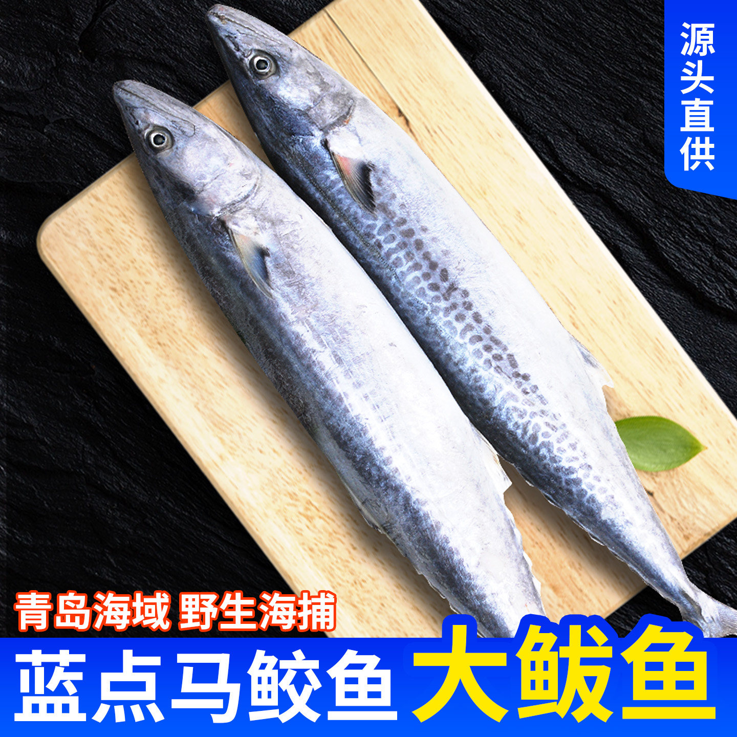 青岛海捕大鲅鱼新鲜冷冻鲅鱼5斤