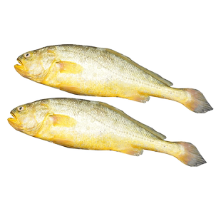 青岛新货大黄花鱼新鲜冷冻鲜活冰鲜特大海鱼大黄鱼黄瓜鱼深海鱼