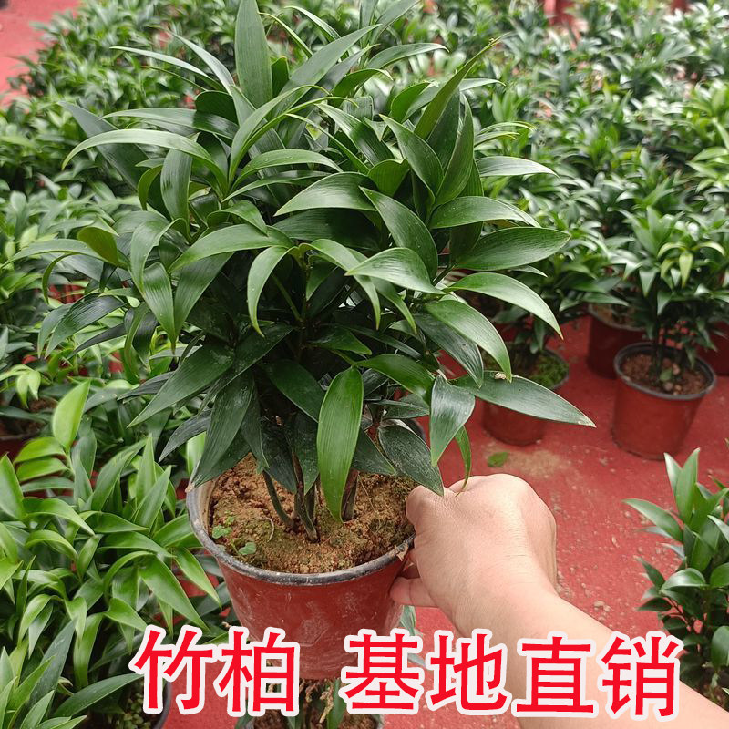 竹柏盆栽植物长寿竹室内四季常青耐寒绿植竹柏苗夏季水培绿植花卉