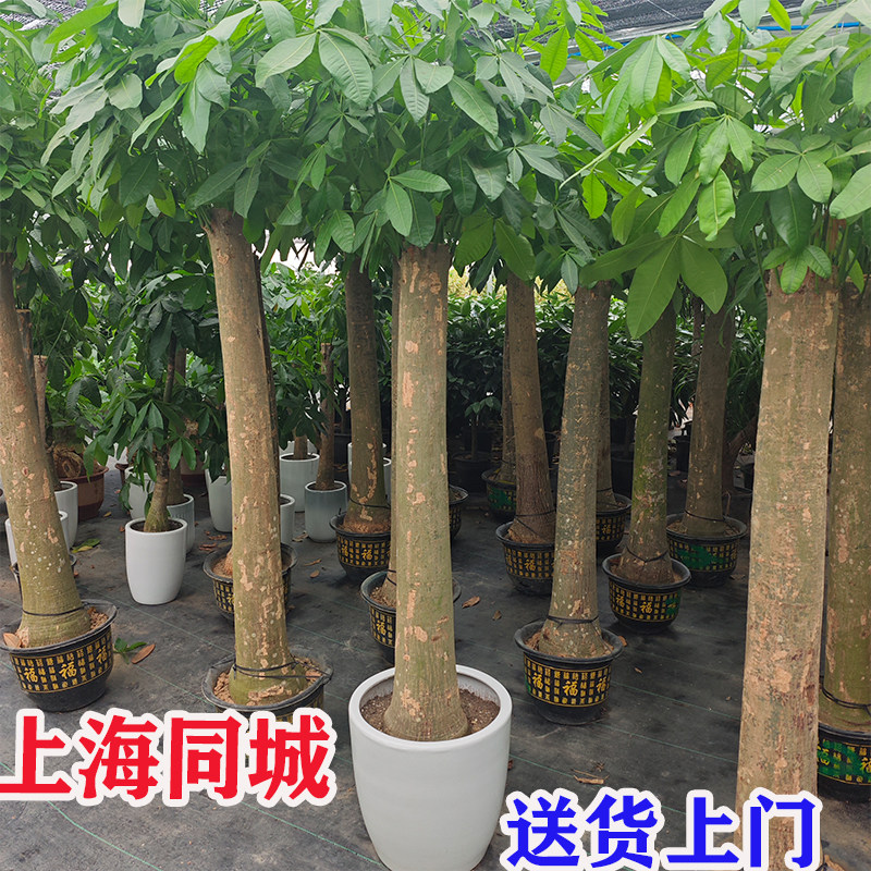 大型单杠发财树盆栽上海送货上门开业乔迁送礼招财绿植办公室客厅