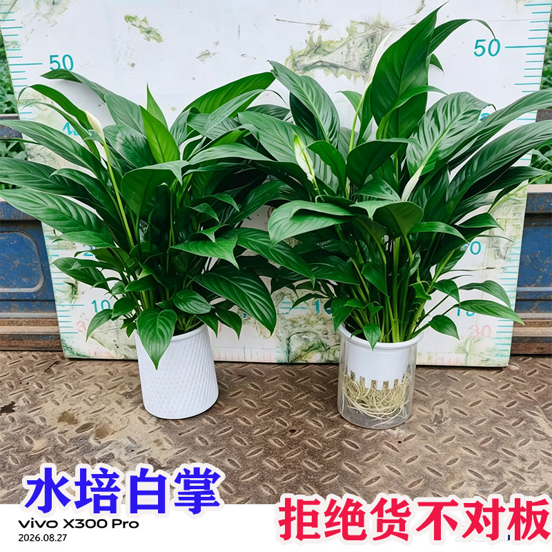 一帆风顺白掌盆栽水培植物办公室小绿植适合懒人养的花卉除甲醛图片