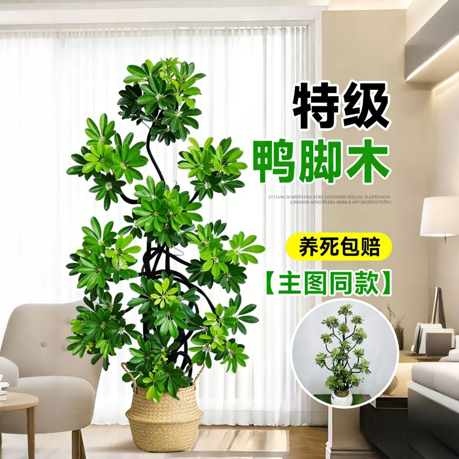 鸭脚木客厅大型盆栽室内落地式植物鸭掌木鹅掌柴八方来财真造型