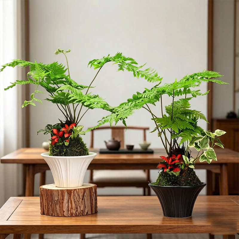 水培植物蕨类盆栽红磷蕨苔藓球一叶蕨室内耐阴新中式禅意盆景绿植