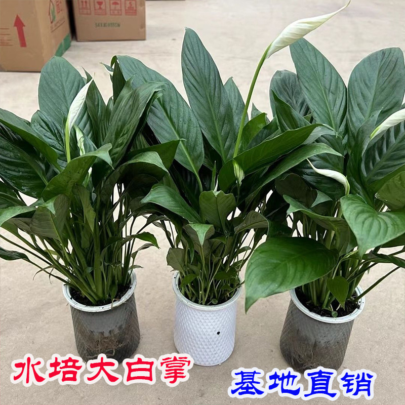 白掌一帆风顺盆栽水培植物办公室内花卉绿植四季开花好养带花苞