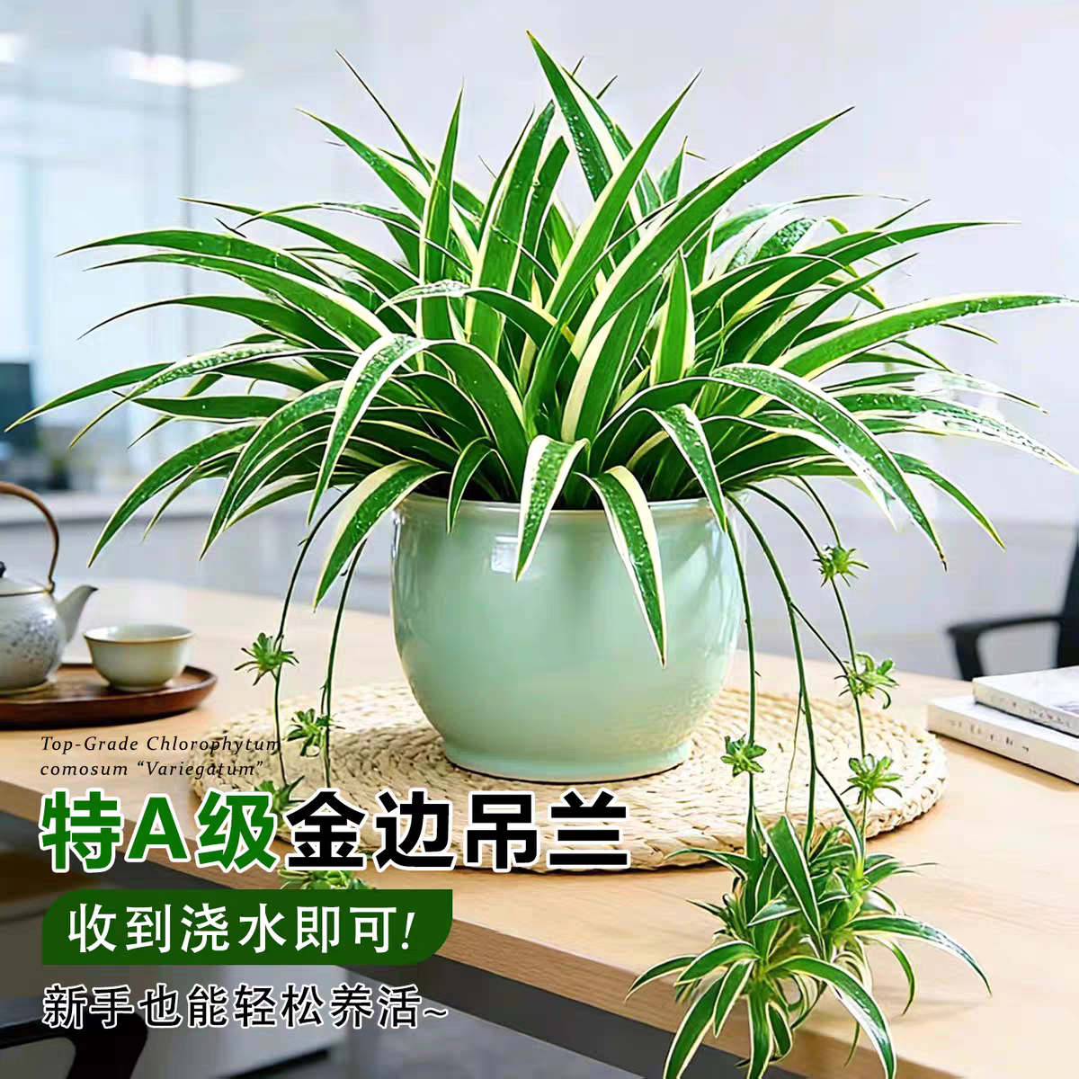 金边吊兰盆栽垂吊植物四季好养活绿植室内盆栽客厅阳台吊篮花卉