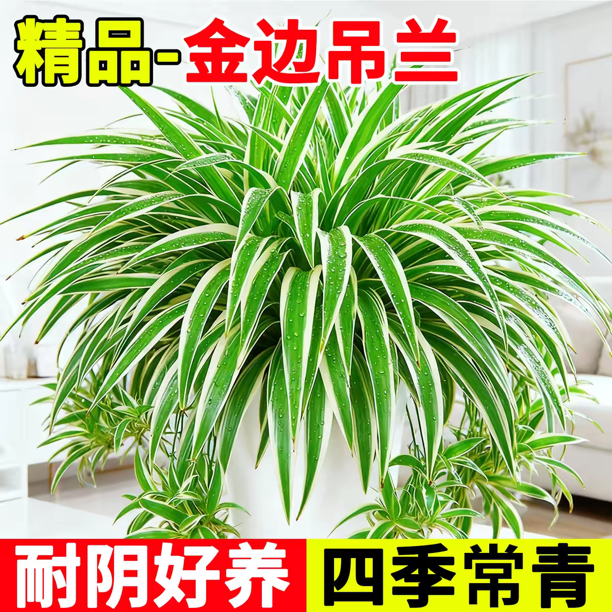 大盆金边吊兰盆栽吊兰室内垂吊阳台植物去甲醛四季好养花绿植水培