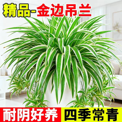 大盆金边吊兰盆栽吊兰室内垂吊阳台植物去甲醛四季好养花绿植水培