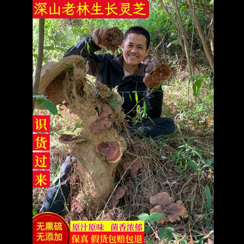 神农架野生赤灵芝整枝250g可切片泡酒深山林芝菌干货非灵芝孢子粉
