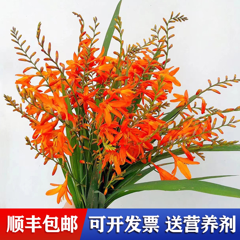 花夫人鲜花火焰兰鲜花云南昆明斗南基地直供鲜切花水养家庭插花瓶