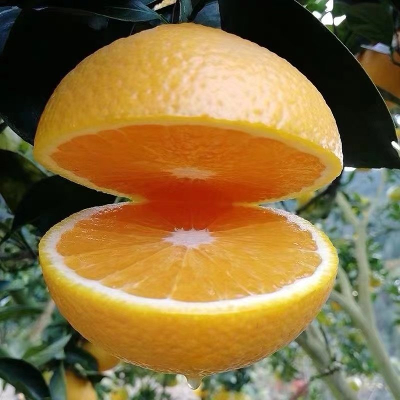 新鲜当季水果建阳桔柚甜橘柚水果小桔子柚子黄心薄皮10斤