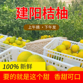 建阳桔柚新鲜当应季 水果甜橘柚水果小桔子柚子黄心薄皮10斤批发