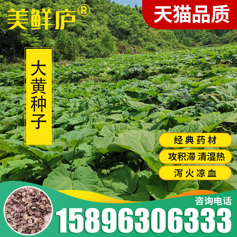 药材大黄种子马蹄大黄 药用气清香牛舌大黄火参黄良水根大黄种籽