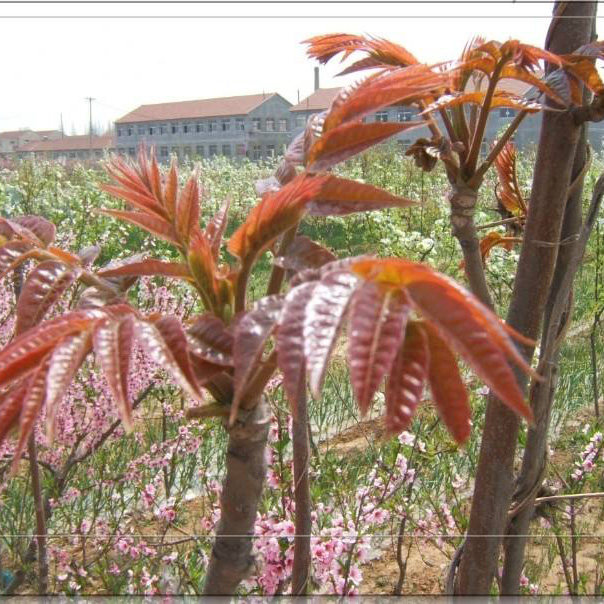 红油香椿种子芽苗菜红椿树红香椿香椿树盆栽四季播食用香椿树种籽