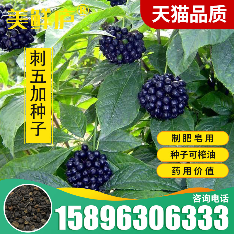 材刺五加种子  五加皮 刺拐棒坎拐棒子老虎潦 榨油 制肥皂