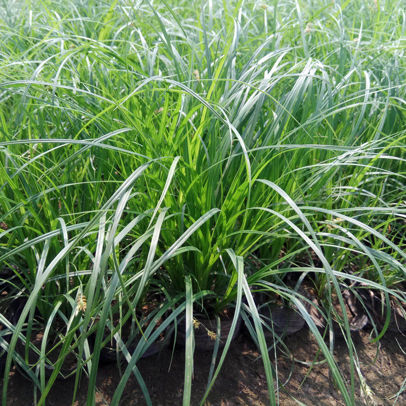 种子苔草莎草科多年生长寿