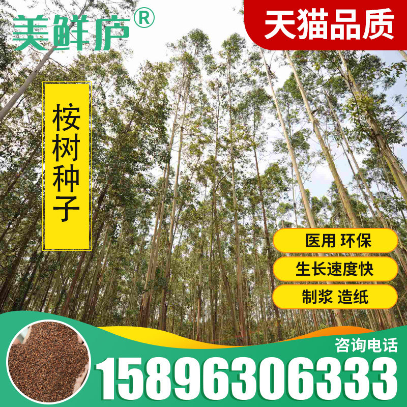 桉树种子尾叶巨桉蓝桉杏仁桉澳大利亚大小叶桉速生桉树尤加利树籽