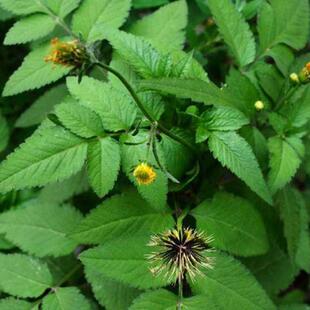 鬼针草种子四季种植用种籽籽