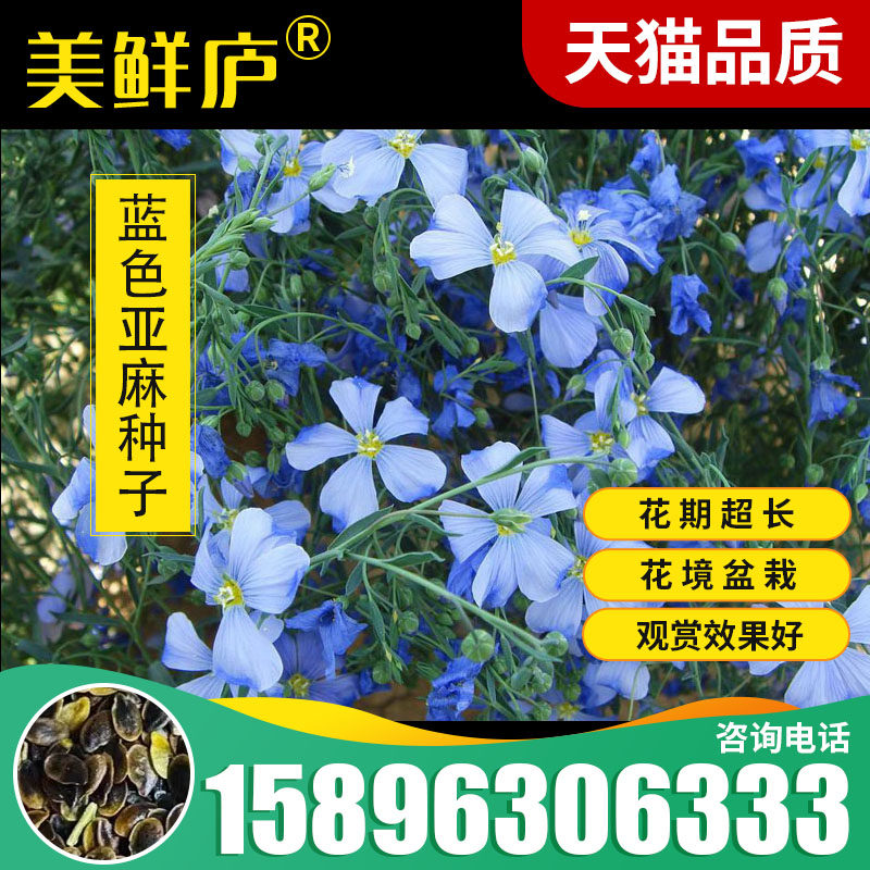 蓝花亚麻种子盆栽花卉种子阳台庭院花种子蓝亚麻花籽花海庭园造景