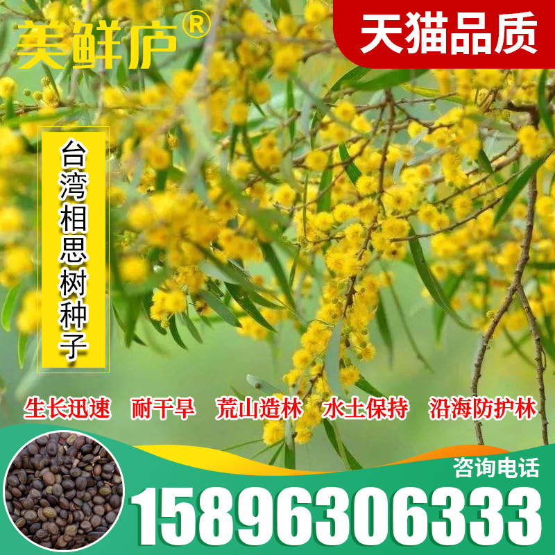 优质新台湾相思种子 台湾柳 大叶占马相思树种子相思子洋桂花种子