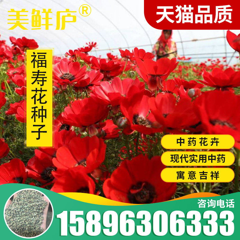 福寿花种子 阳台庭院种植 四季易种植花草籽红色花朵福寿草种子