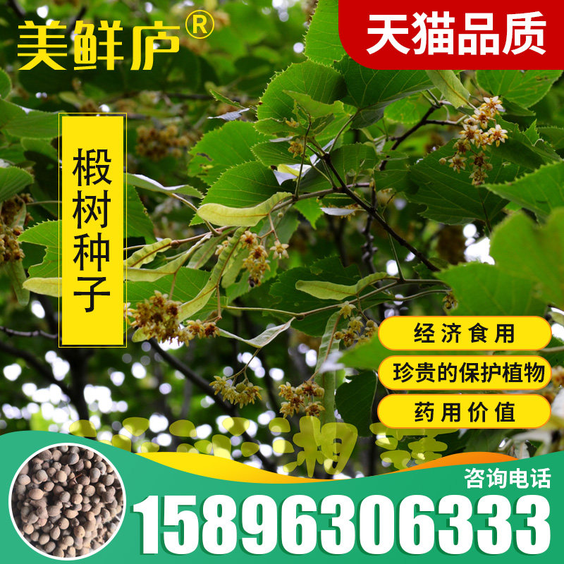 椴树种子康椴树紫椴种子千层皮火绳树青科榔国产大叶椴种子四季播