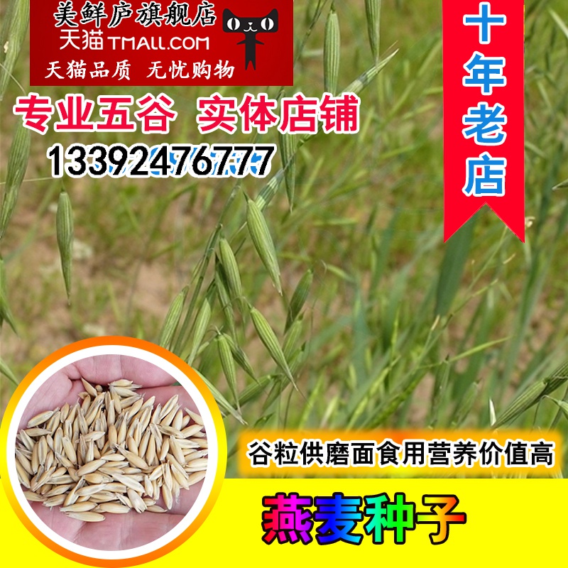 带壳燕麦种子食用皮燕麦雀麦野麦草野燕麦饲用养殖牧草高产鱼饲料