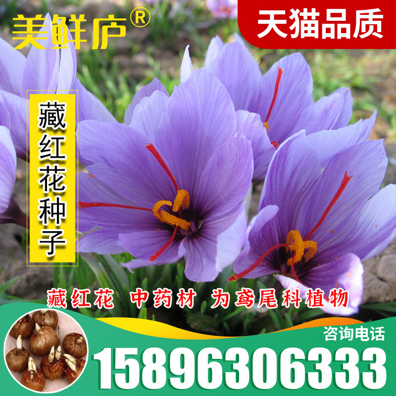药用藏红花种球大球花卉种子球根苗食用盆栽西红花番红花种球